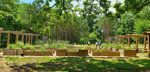 Food Forest1b